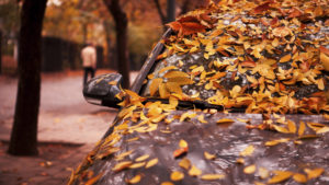 protect your car from fall leaves